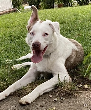 Winston - Deaf Dogs Hear with Their Hearts, a Adoptable mixed breed in Omaha, NE image 5/12