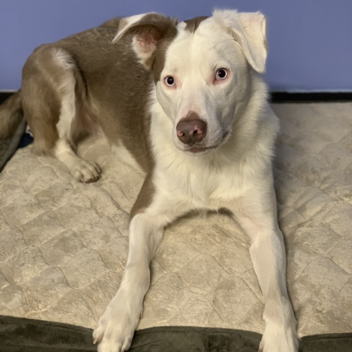 Winston - Deaf Dogs Hear with Their Hearts, a Adoptable mixed breed in Omaha, NE image 6/12