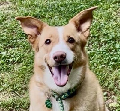 Myra, ADOPTABLE, Adult Female Shepherd.