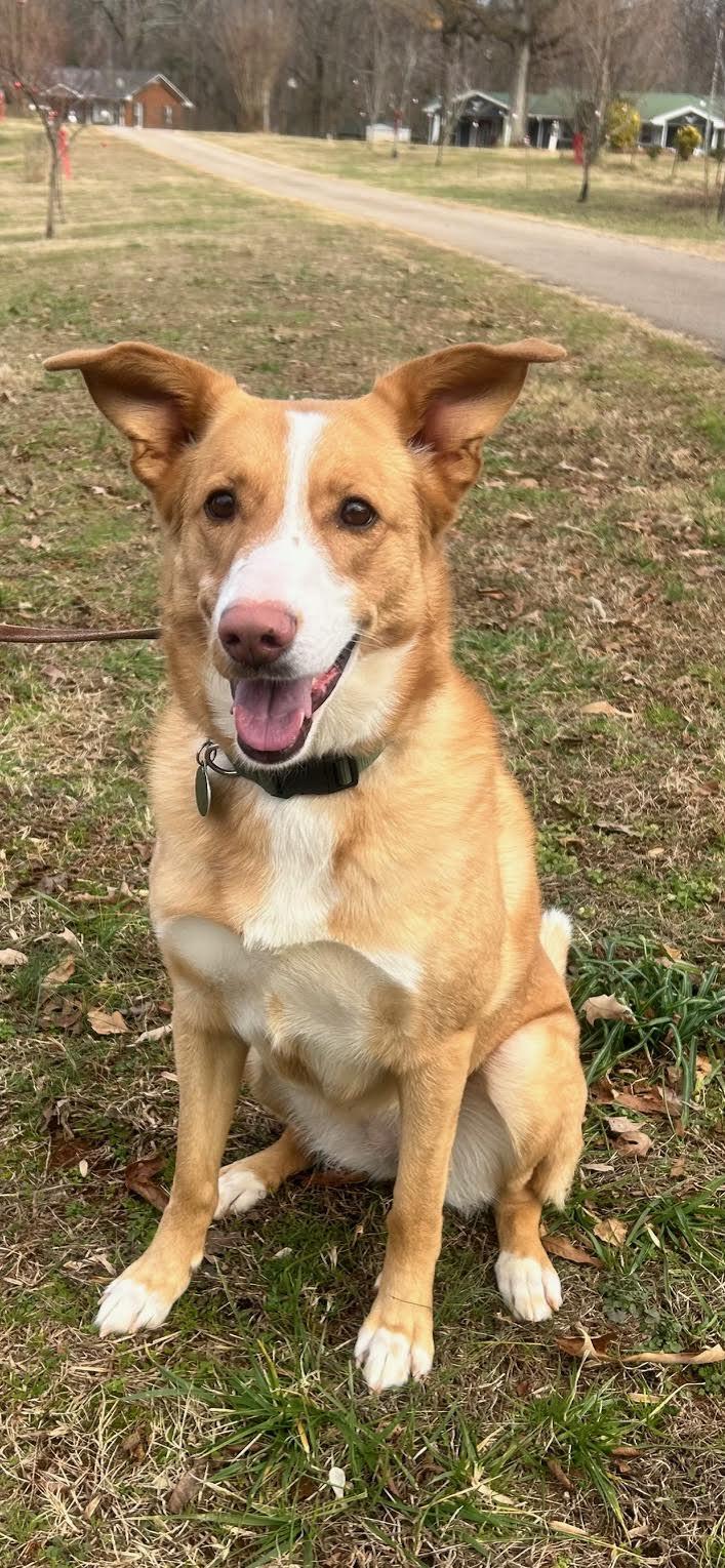 Enlarge Myra, a ADOPTABLE mixed breed in Cumming, GA image 3/3