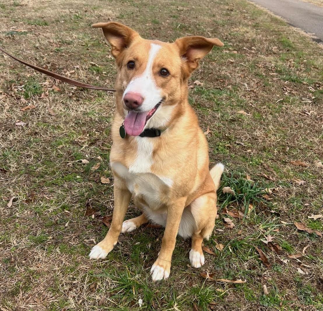 Enlarge Myra, a ADOPTABLE mixed breed in Cumming, GA image 2/3