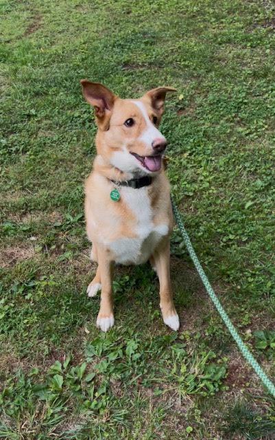 Enlarge Myra, a ADOPTABLE mixed breed in Cumming, GA image 4/5