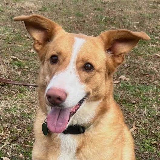 Enlarge Myra, a ADOPTABLE mixed breed in Cumming, GA image 1/3