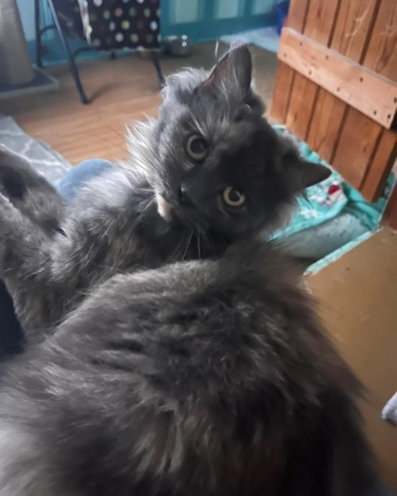 Sally, Adoptable, Young Female Domestic Long Hair.