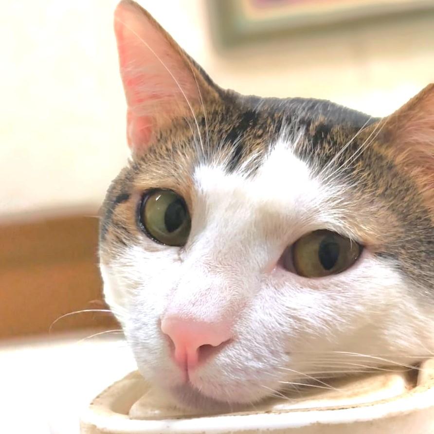 Enlarge ZICO Fantastico, a Adoptable mixed breed in Mississauga, ON image 4/6