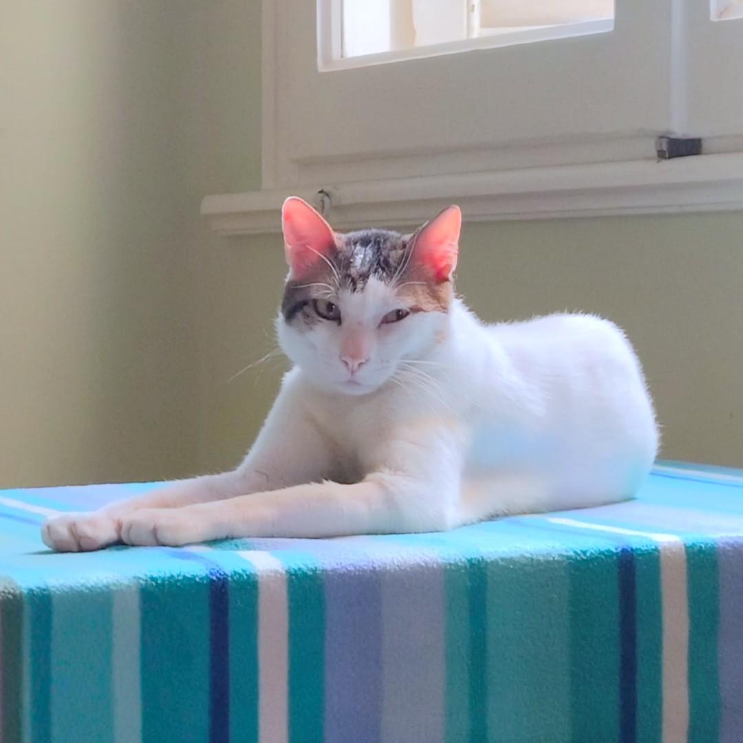 Enlarge ZICO Fantastico, a Adoptable mixed breed in Mississauga, ON image 5/6