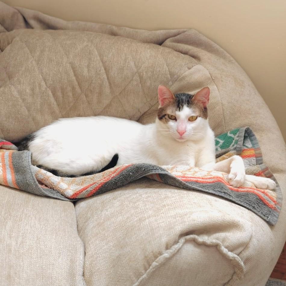 Enlarge ZICO Fantastico, a Adoptable mixed breed in Mississauga, ON image 1/6