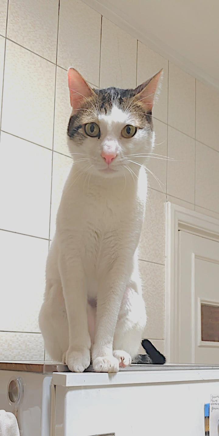 Enlarge ZICO Fantastico, a Adoptable mixed breed in Mississauga, ON image 3/6