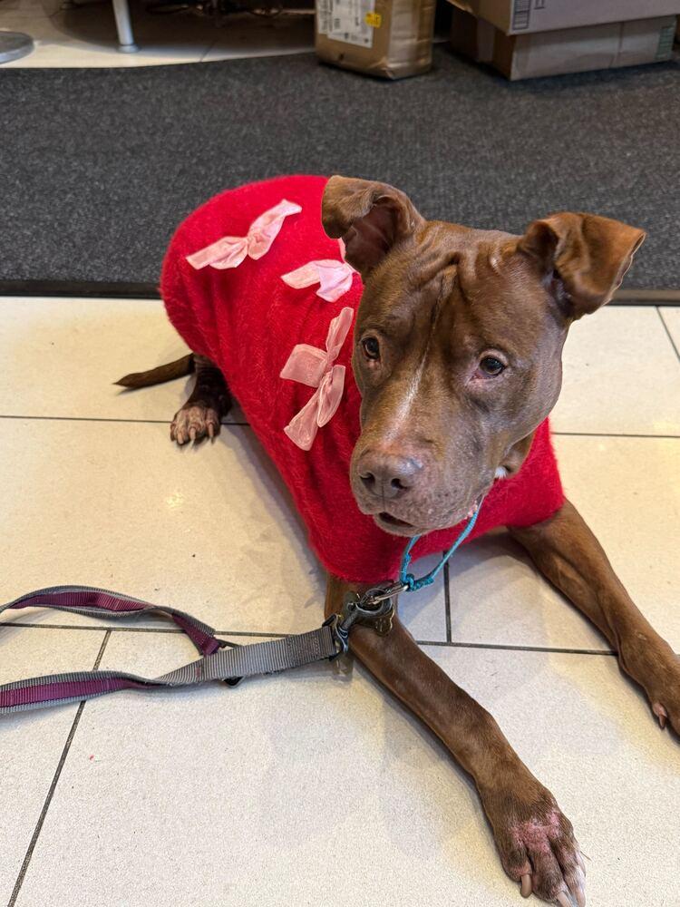 Enlarge Tourmaline, a Adoptable mixed breed in New York, NY image 1/6