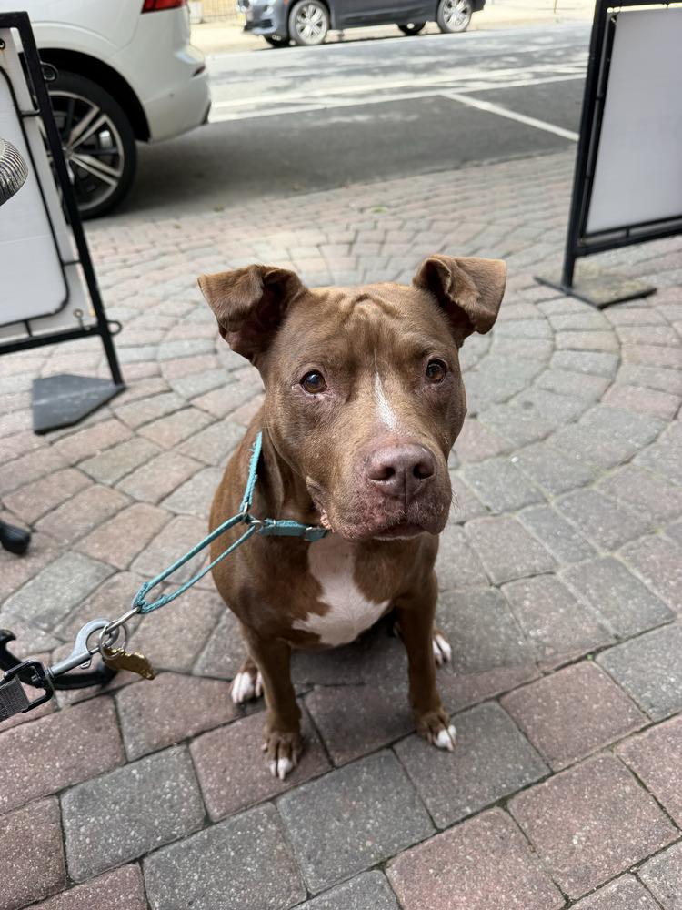 Tourmie, Adoptable, Adult Female Mixed Breed.