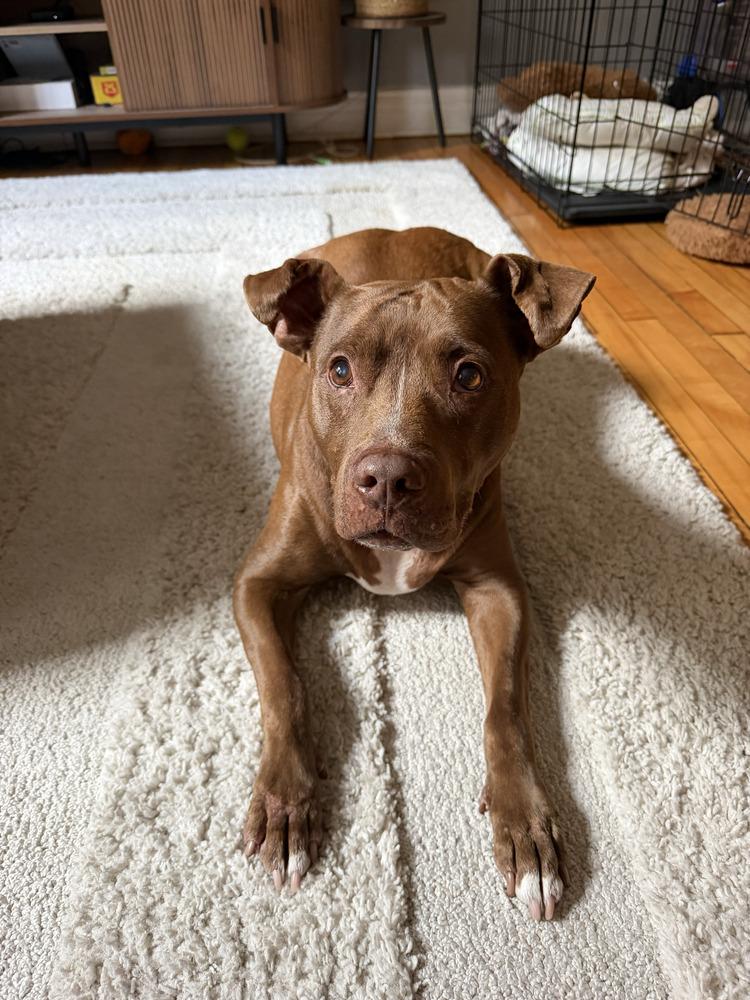 Enlarge Tourmie, a Adoptable mixed breed in New York, NY image 2/6