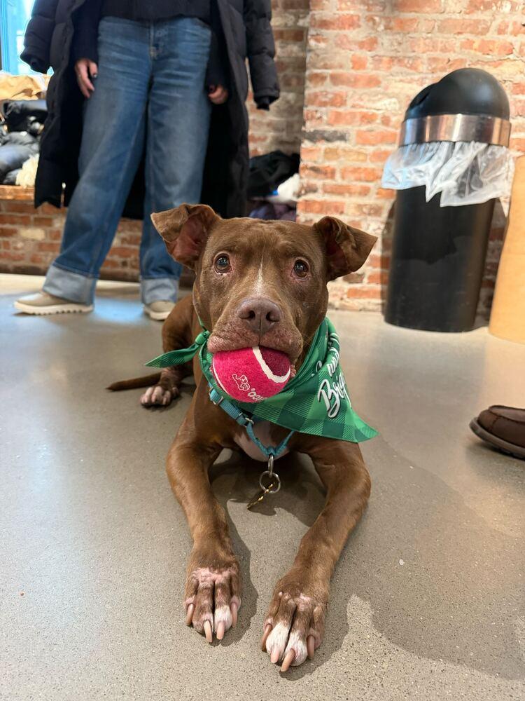 Enlarge Tourmaline, a Adoptable mixed breed in New York, NY image 2/6