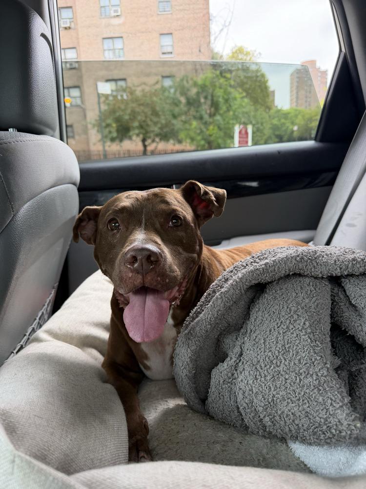 Enlarge Tourmie, a Adoptable mixed breed in New York, NY image 3/6