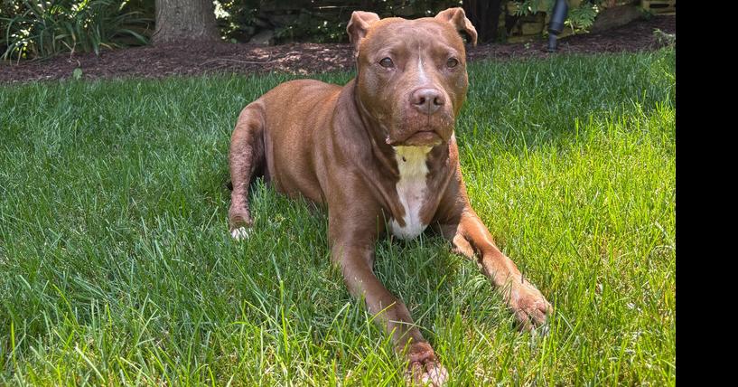 Enlarge Tourmie, a Adoptable mixed breed in New York, NY image 4/6