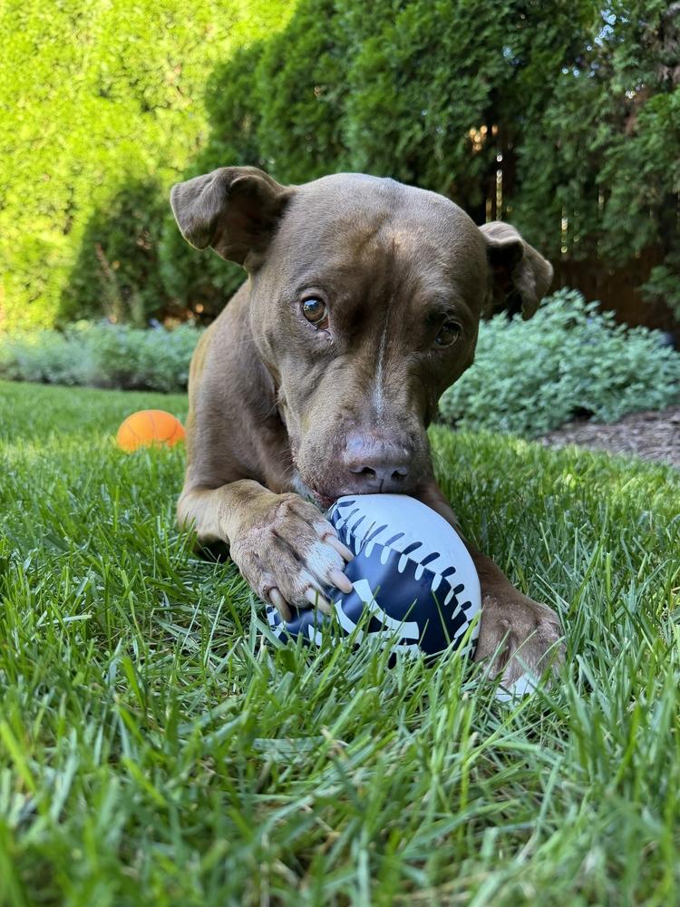Enlarge Tourmie, a Adoptable mixed breed in New York, NY image 5/6
