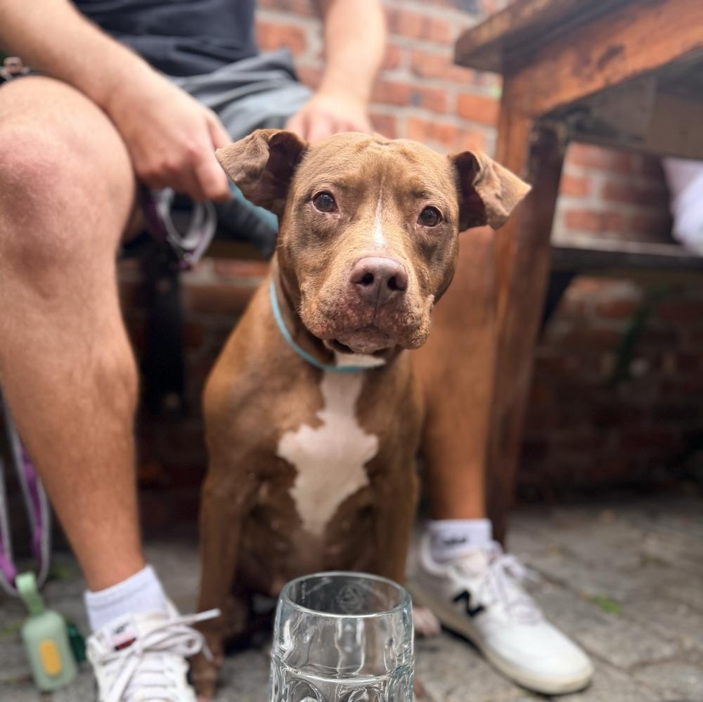 Enlarge Tourmie, a Adoptable mixed breed in New York, NY image 6/6