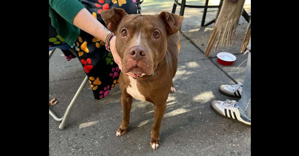 Enlarge Tourmaline, a Adoptable mixed breed in New York, NY image 3/6