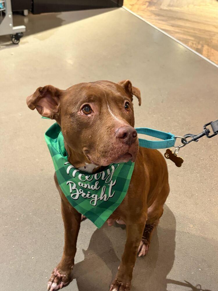 Enlarge Tourmaline, a Adoptable mixed breed in New York, NY image 4/6