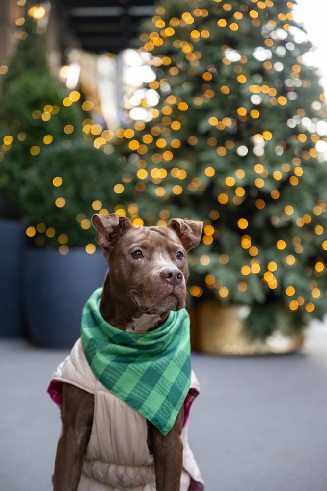 Tourmaline thumbnail 4