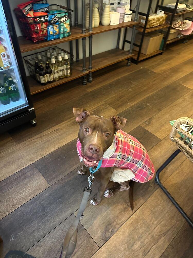 Enlarge Tourmaline, a Adoptable mixed breed in New York, NY image 5/6