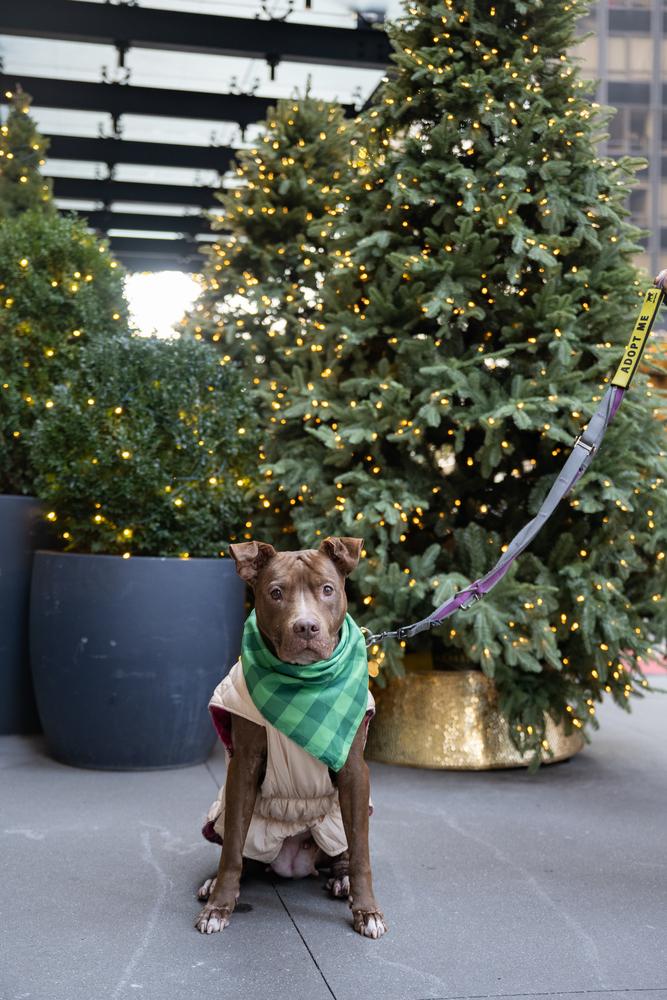 Tourmaline thumbnail 5