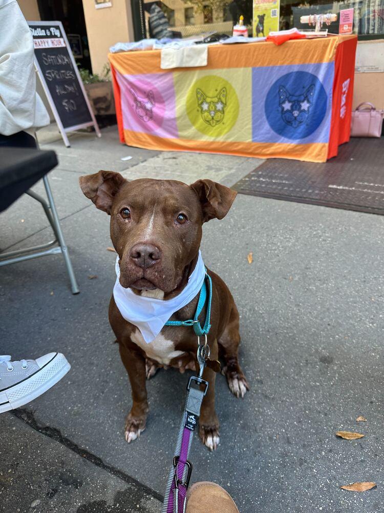 Tourmaline, a Adoptable mixed breed in New York, NY image 4/6