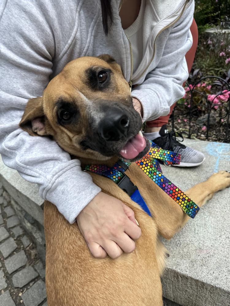 Tourmaline, a Adoptable mixed breed in New York, NY image 6/6