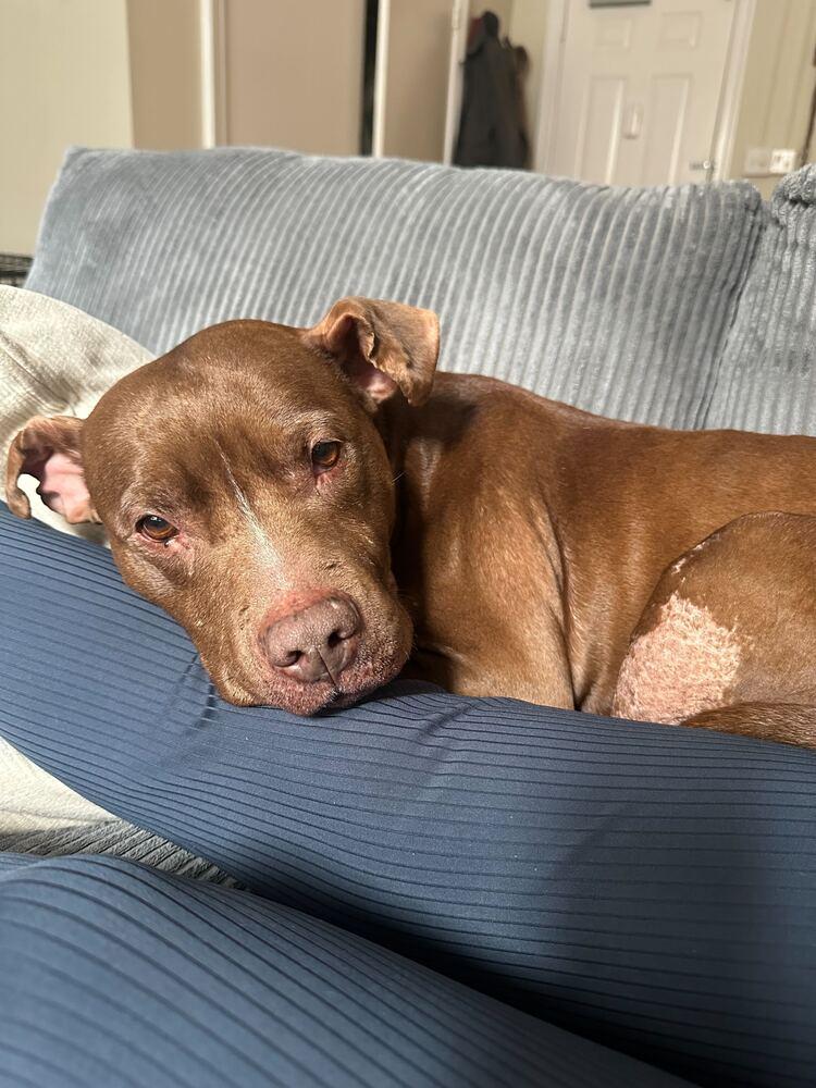 Enlarge Tourmaline, a Adoptable mixed breed in New York, NY image 3/5