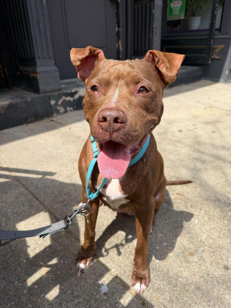 Enlarge Tourmaline, a Adoptable mixed breed in New York, NY image 4/5