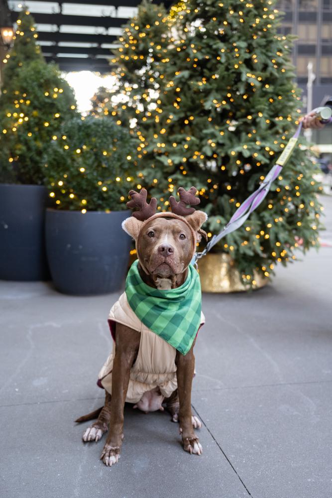 Tourmaline thumbnail 6