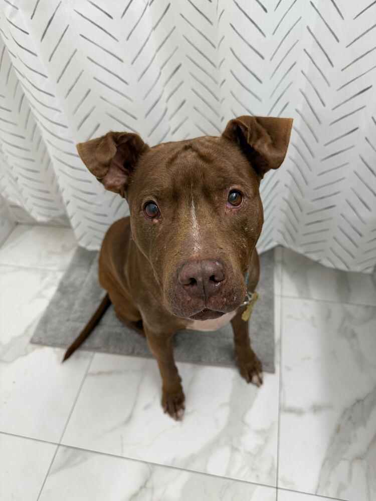 Enlarge Tourmaline, a Adoptable mixed breed in New York, NY image 6/6