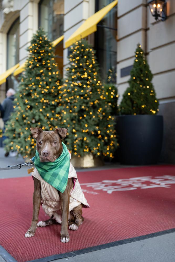 Tourmaline thumbnail 7