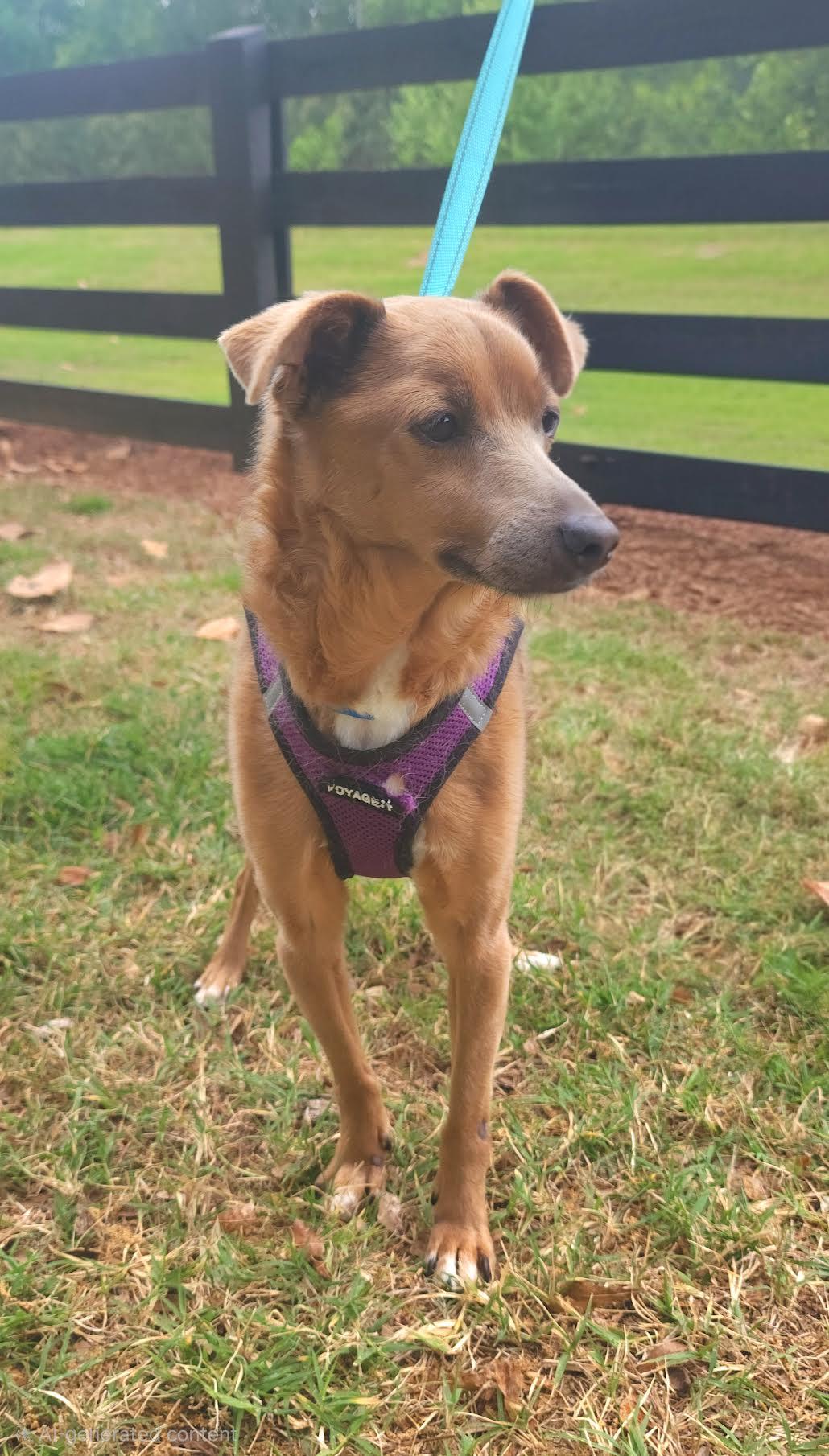 Enlarge Groot, a ADOPTABLE mixed breed in Cumming, GA image 5/6