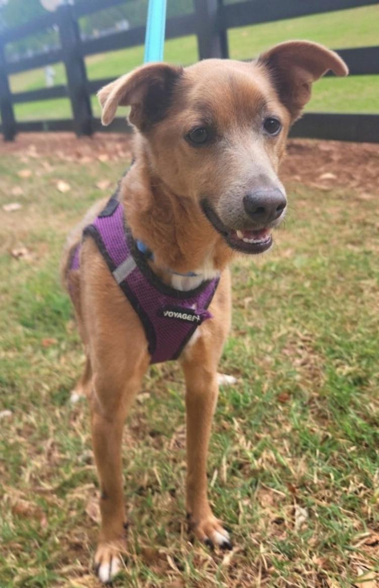 Enlarge Groot, a ADOPTABLE mixed breed in Cumming, GA image 3/6