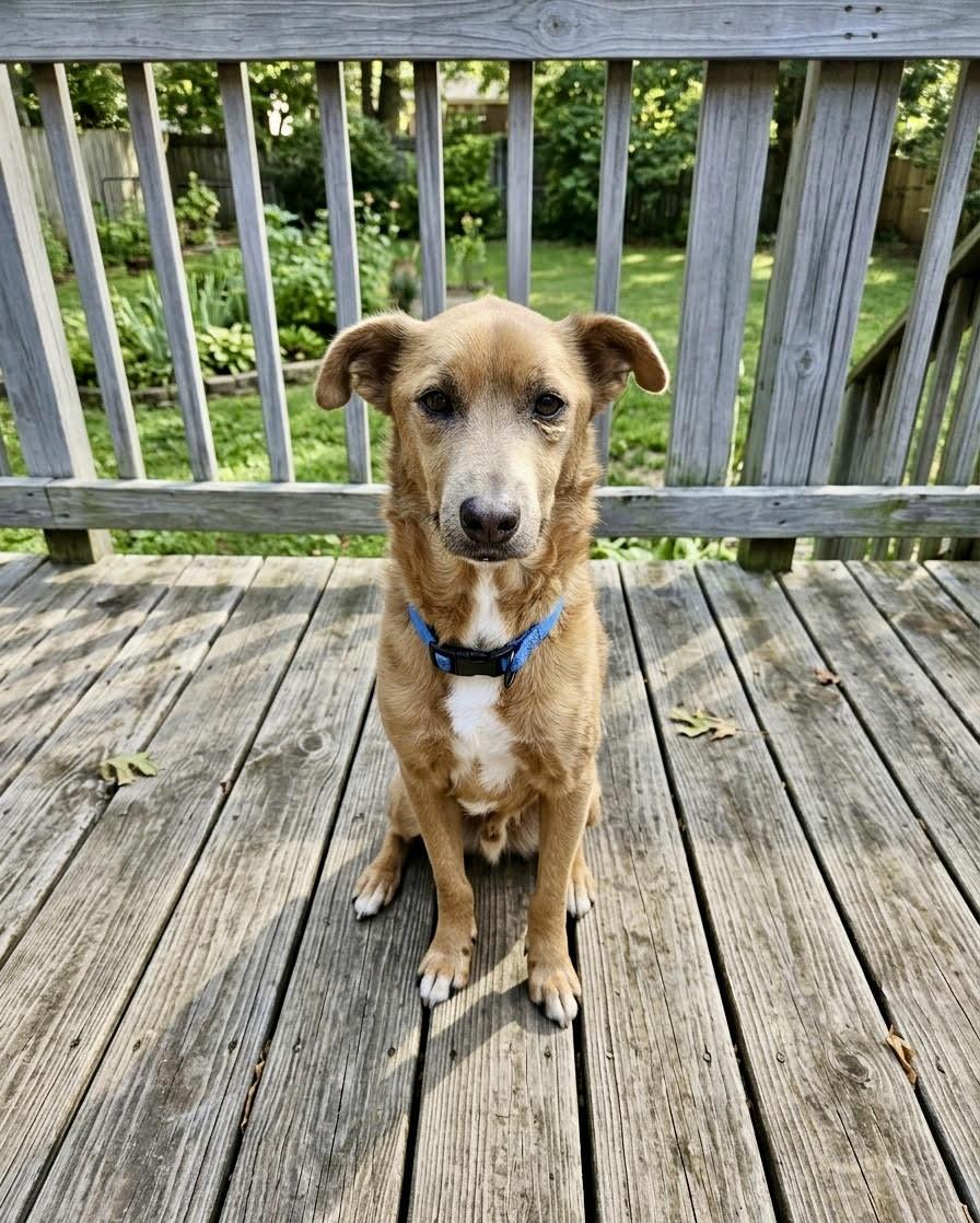 Enlarge Groot, a ADOPTABLE mixed breed in Cumming, GA image 2/3