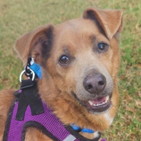 Enlarge Groot, a ADOPTABLE mixed breed in Cumming, GA image 1/6