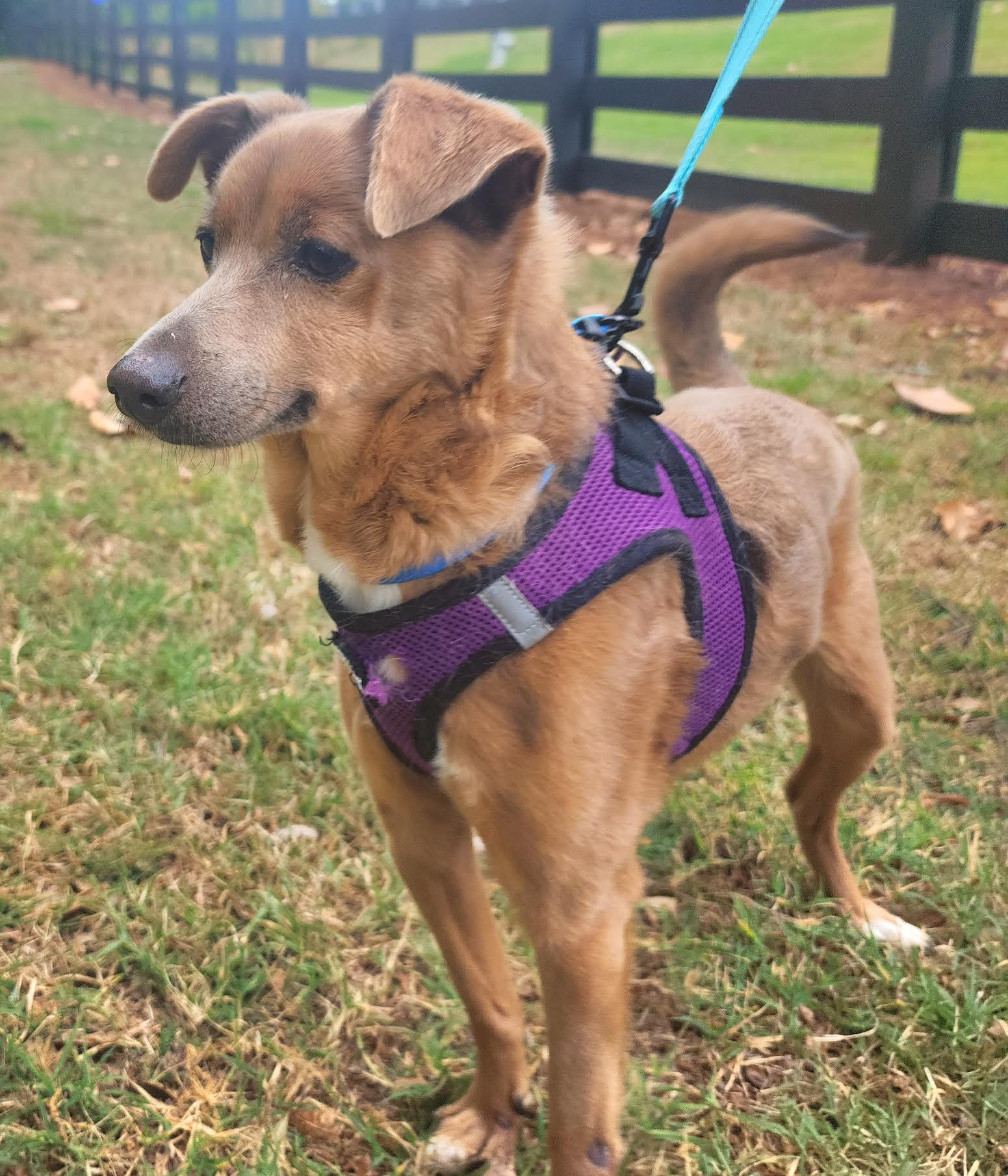 Enlarge Groot, a ADOPTABLE mixed breed in Cumming, GA image 6/6