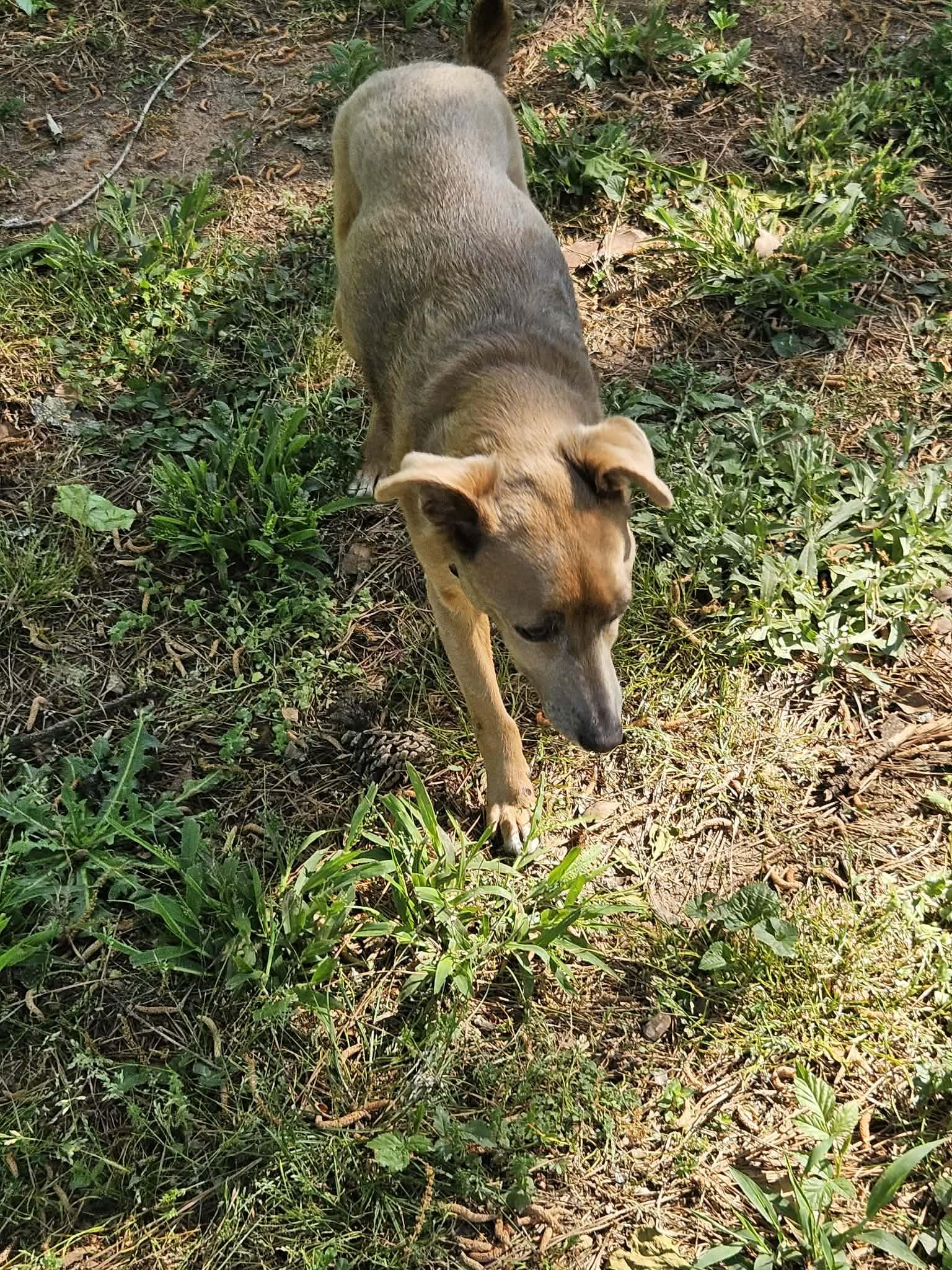 Enlarge Groot, a ADOPTABLE mixed breed in Cumming, GA image 3/3
