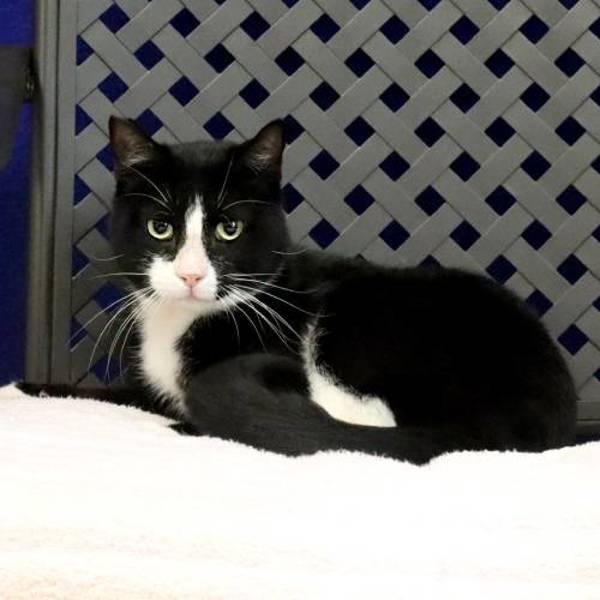 Enlarge Bandit, a Adoptable mixed breed in Fort Davis, TX image 1/2