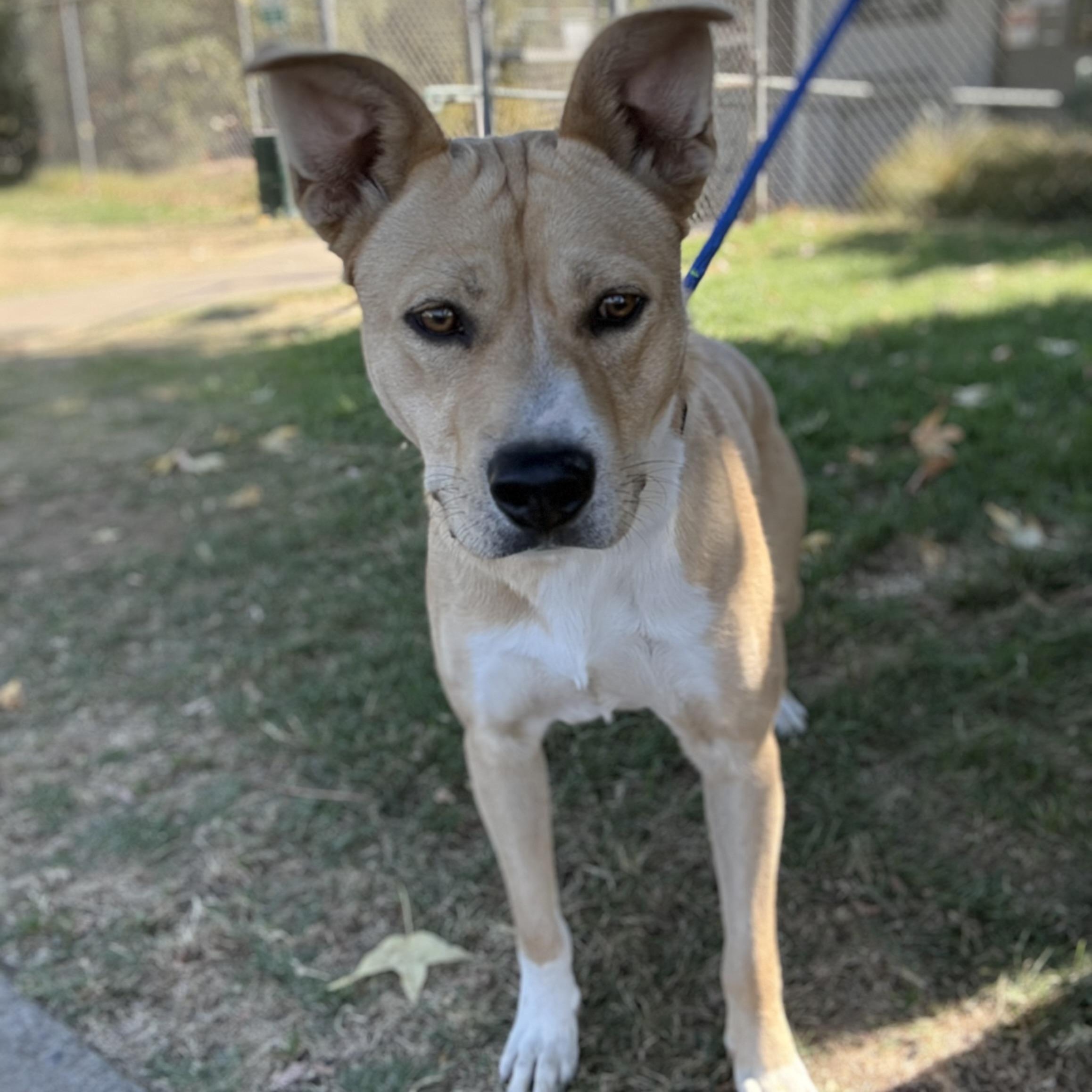 Enlarge Zeke, a Adoptable mixed breed in Oakdale, CA image 1/1