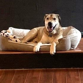 Kyon, Adoptable, Adult Male Mixed Breed & Labrador Retriever.