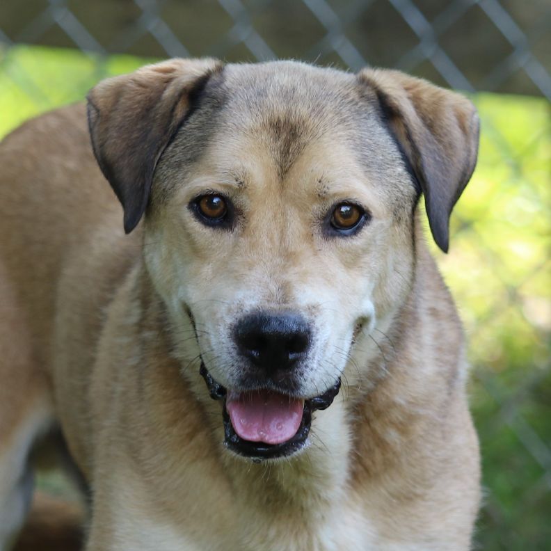 Enlarge Kyon, a Adoptable mixed breed in Rossville, TN image 2/6