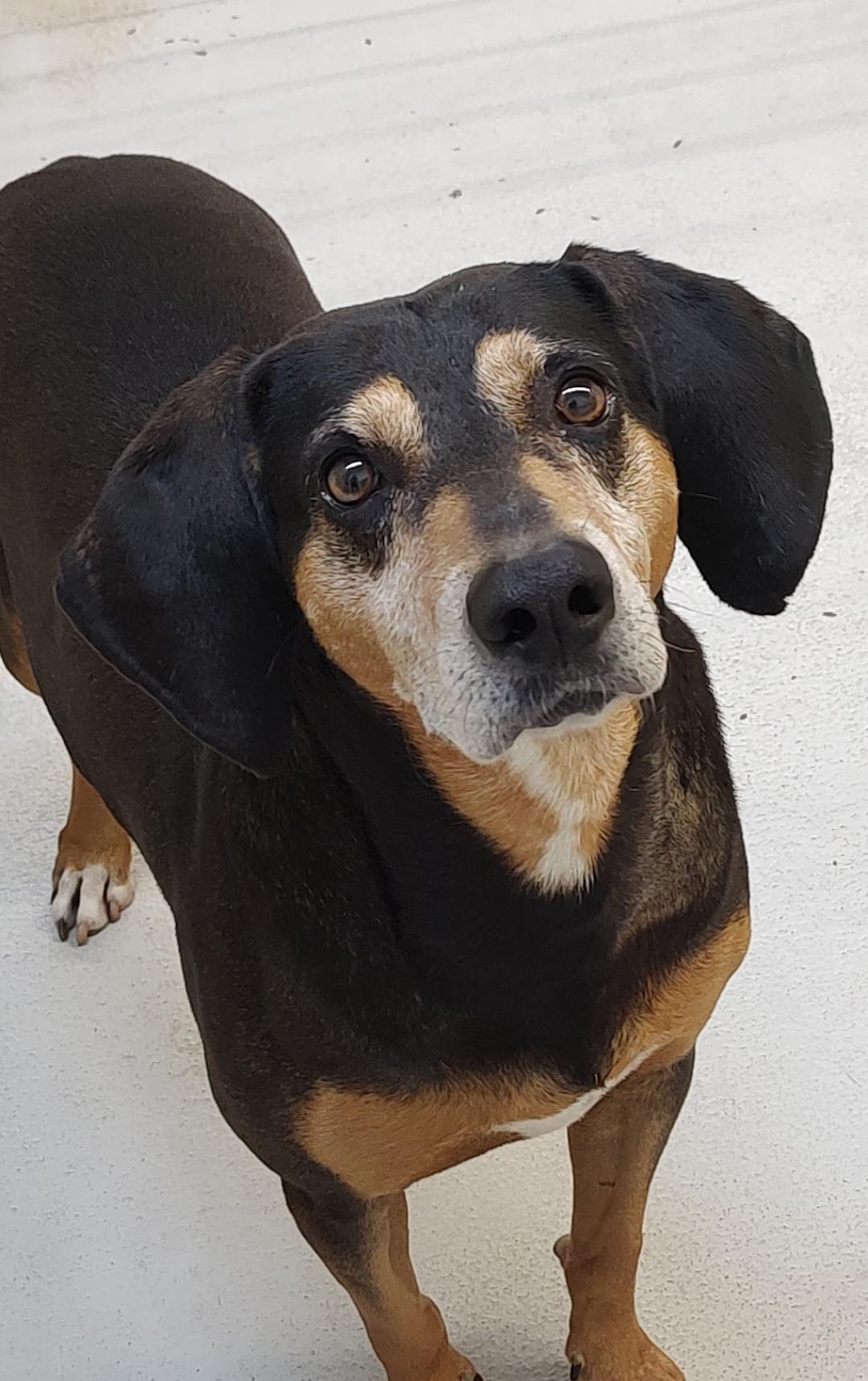 Enlarge Ziggy, a Adoptable mixed breed in Stockbridge, MI image 2/2