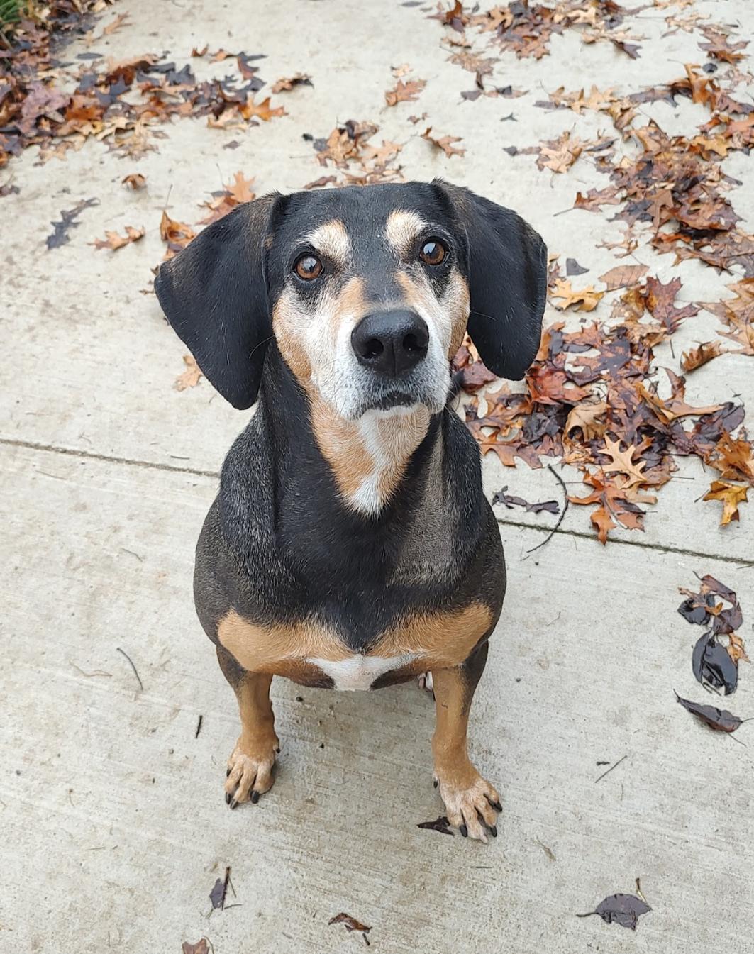 Enlarge Ziggy, a Adoptable mixed breed in Stockbridge, MI image 1/2