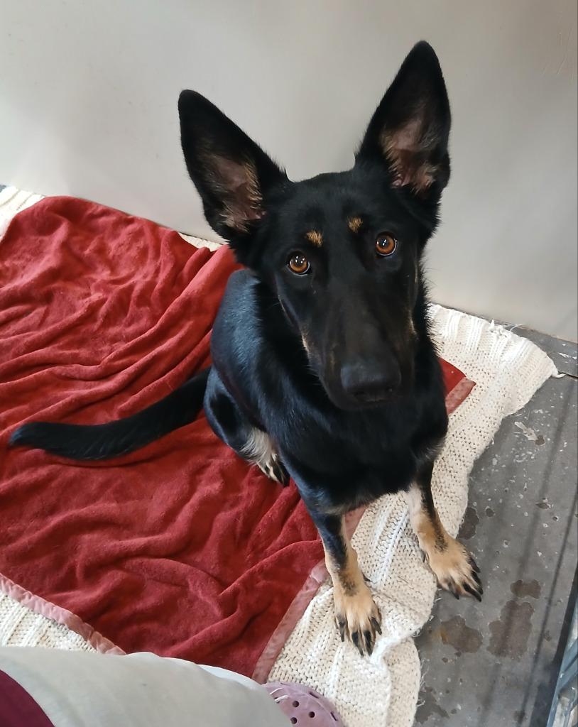 Ada, Adopted, Young Female German Shepherd Dog.