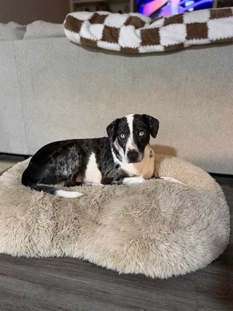 CASPIAN, Adoptable, Young Male Catahoula Leopard Dog & Mixed Breed.