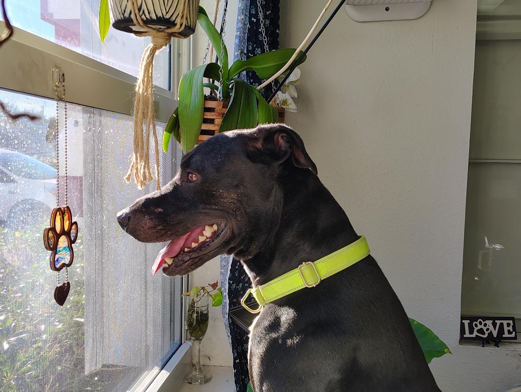 Wisky, Adoptable, Adult Male Labrador Retriever & Mixed Breed.