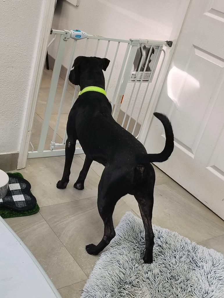 Wisky, a Adoptable mixed breed in Labelle, FL image 2/4