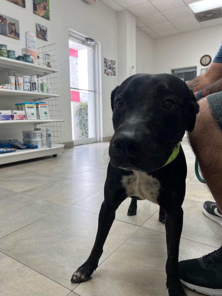 Wisky, a Adoptable mixed breed in Labelle, FL image 3/4