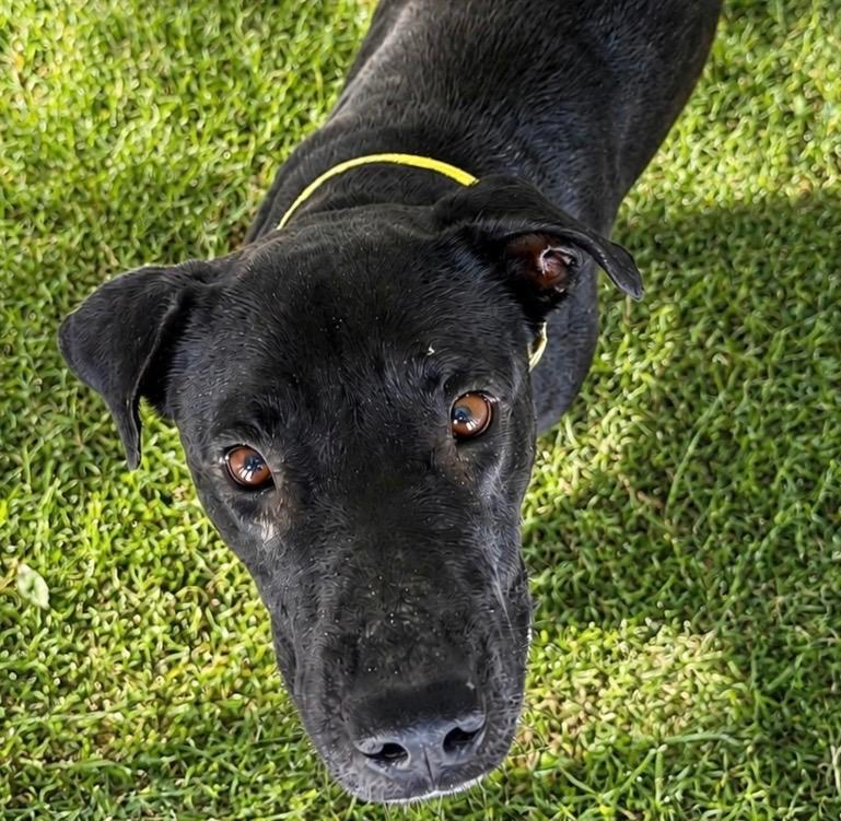 Wisky, a Adoptable mixed breed in Labelle, FL image 5/6